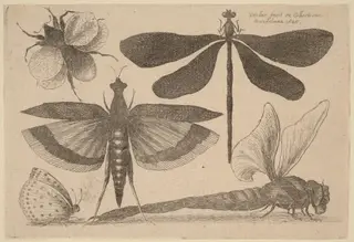 Dragonflies, a Bumble-Bee, and a Butterfly, by Wenceslaus Hollar, ink, 1646