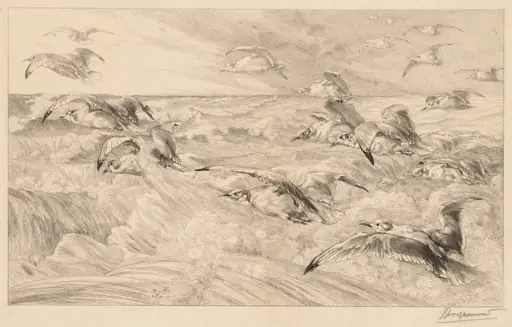 Seagulls (Les Mouettes), by Félix Bracquemond, 1882