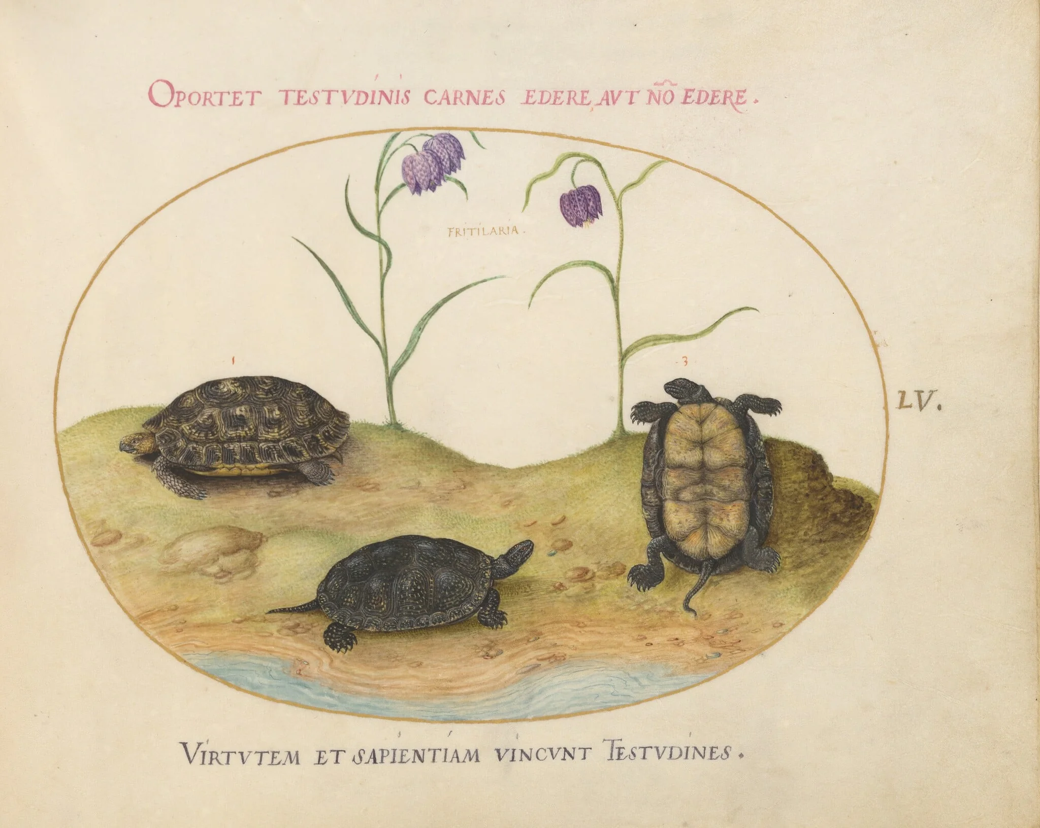 Plate 55: A Hermann's or Greek Tortoise, Two European Pond Turtles, and Two Fritillaria, detail
