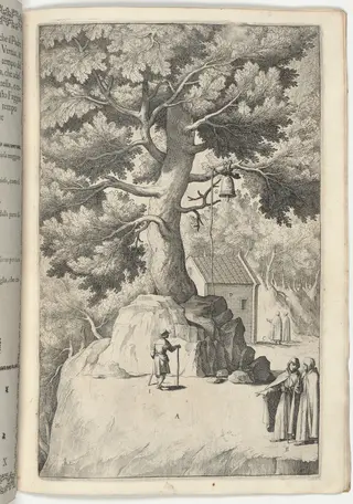 Beech Tree with the Bell (Faggio della campana) [plate X], by Jacopo Ligozzi, ink, 1612
