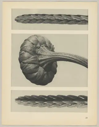 a u. c Cassiope tetragona; b Chrysanthemum Leucanthemum, by Karl Blossfeldt, 1928