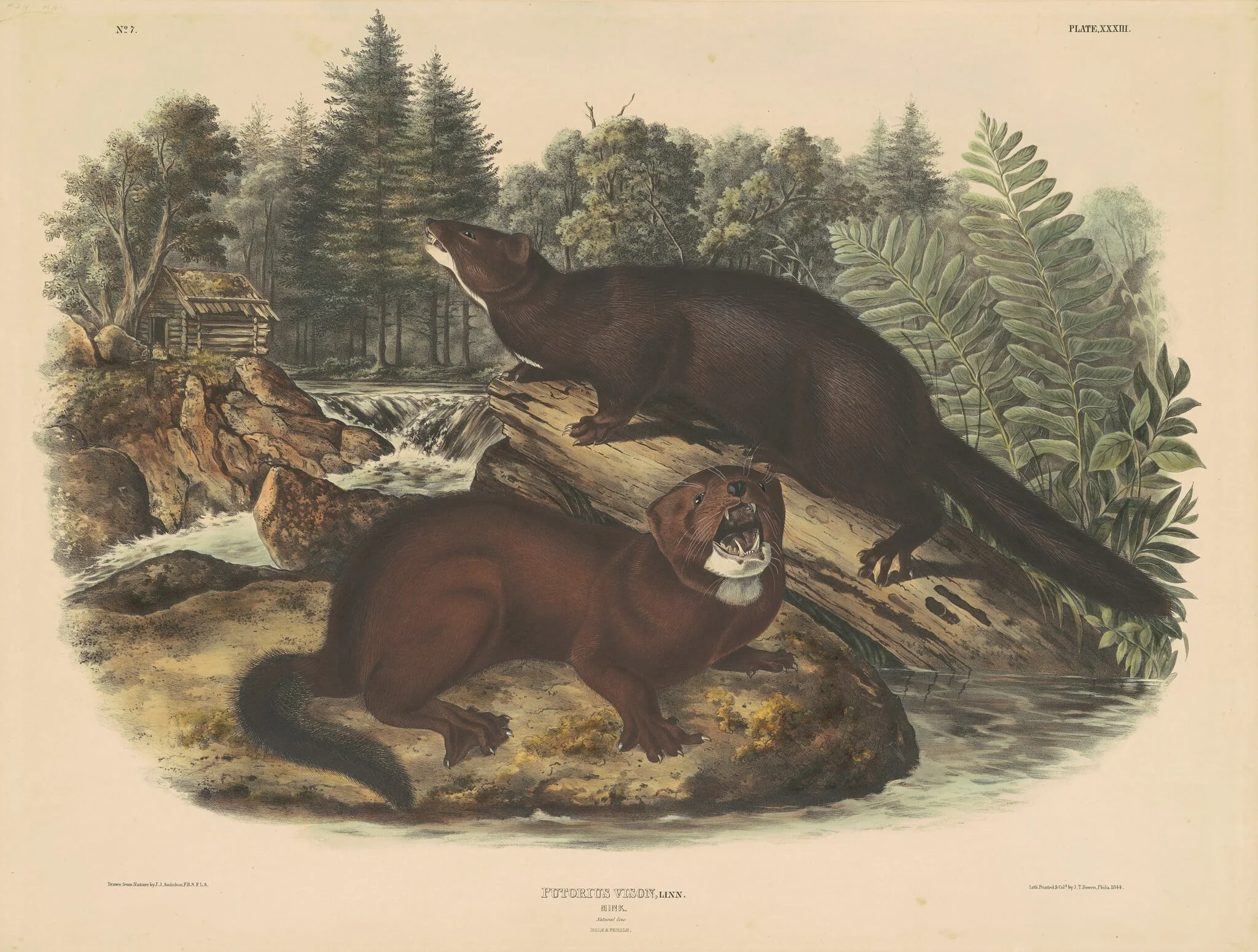 Mink, detail
