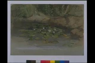 Study of waterlilies and other plants, by William Dyce, watercolor, 1852