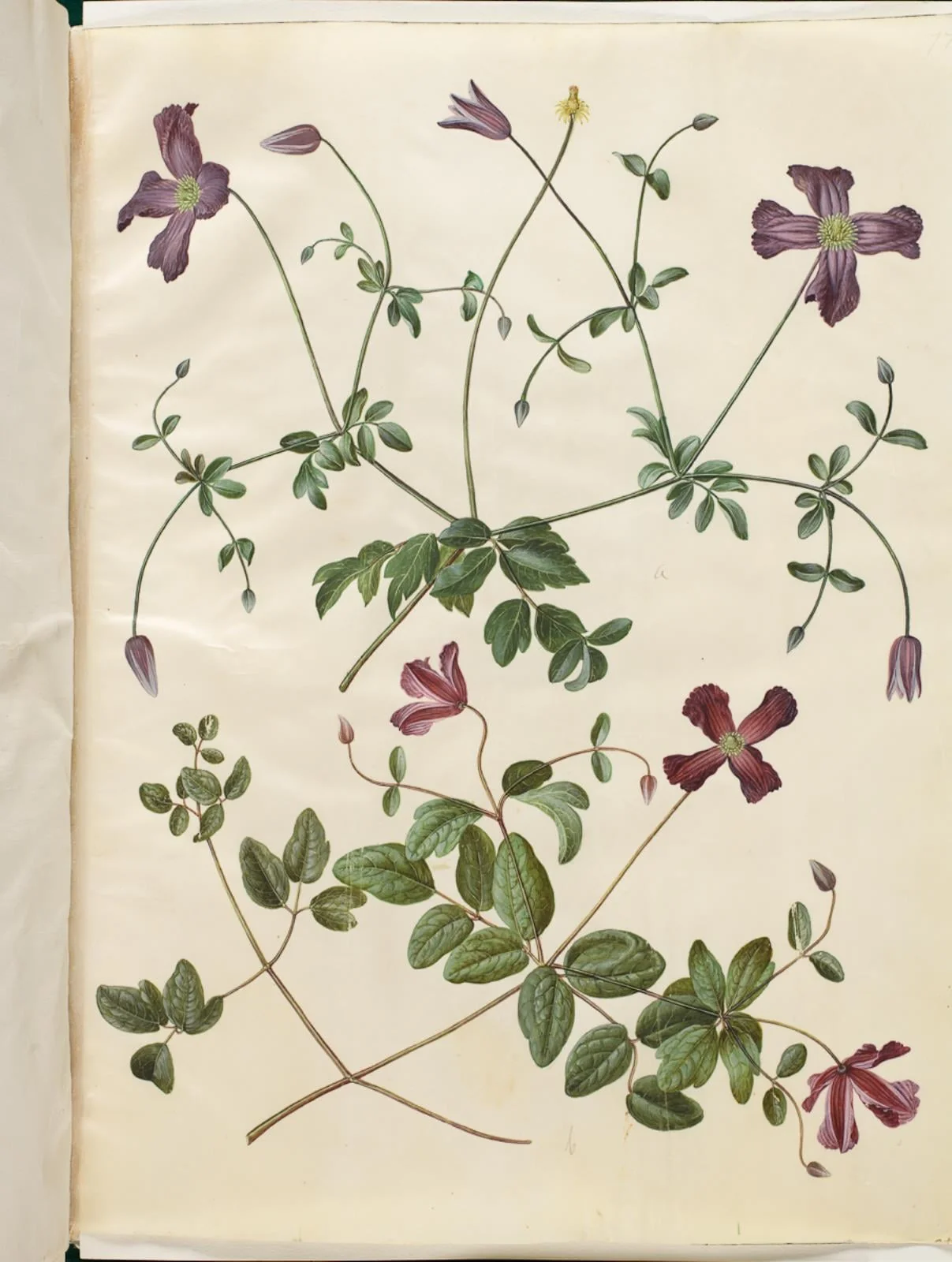 Clematis viticella (italiensk skovranke), detail