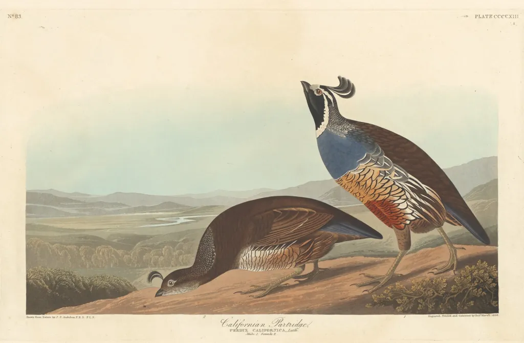 Californian Partridge, by Havell, Jr., Robert, ink, 1838