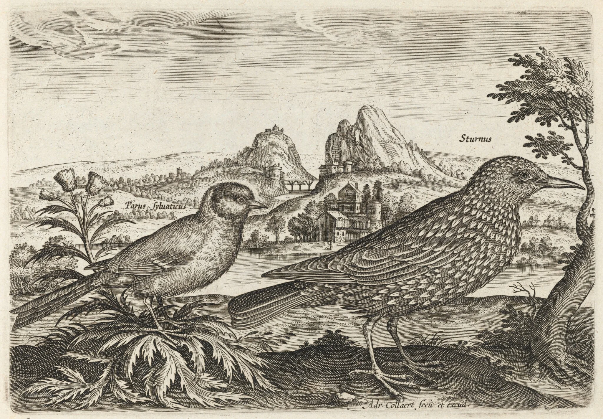 Great Tit and Starling, detail