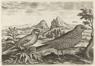 Great Tit and Starling, by Adriaen Collaert, ink, 1600