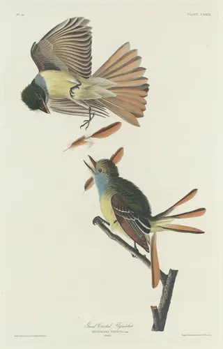 Great Crested Flycatcher, by Havell, Jr., Robert, ink, 1832