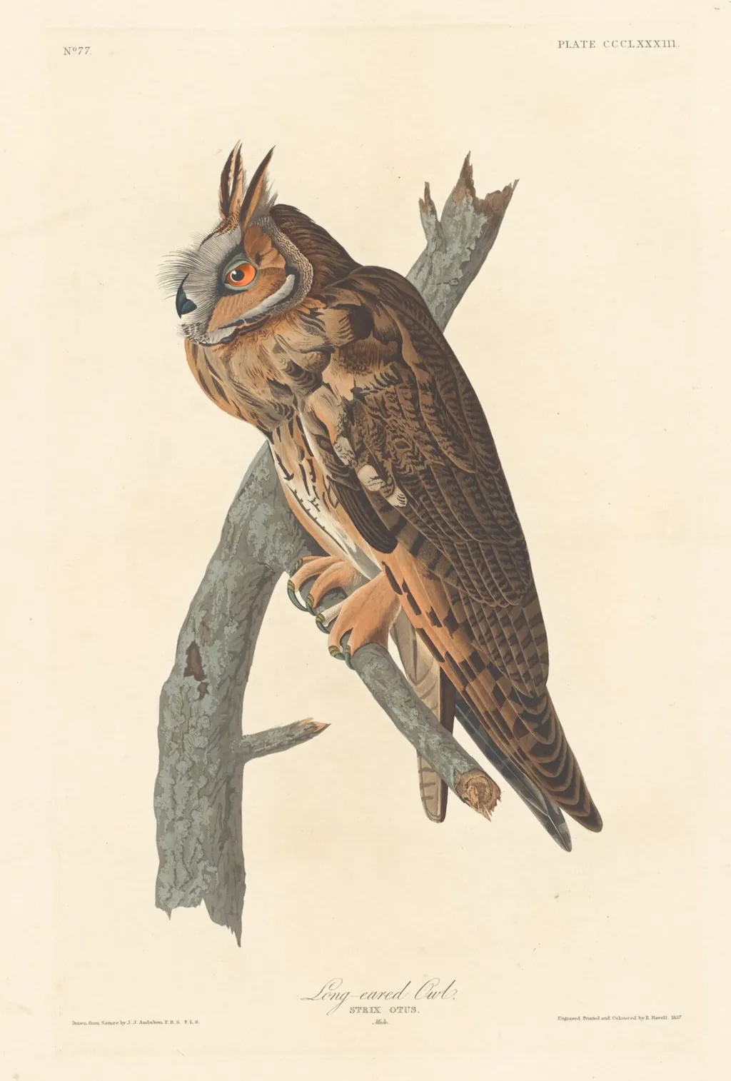 Long-eared Owl, by Havell, Jr., Robert, ink, 1837