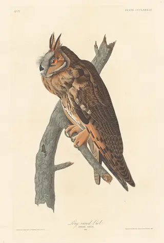 Long-eared Owl, by Havell, Jr., Robert, ink, 1837
