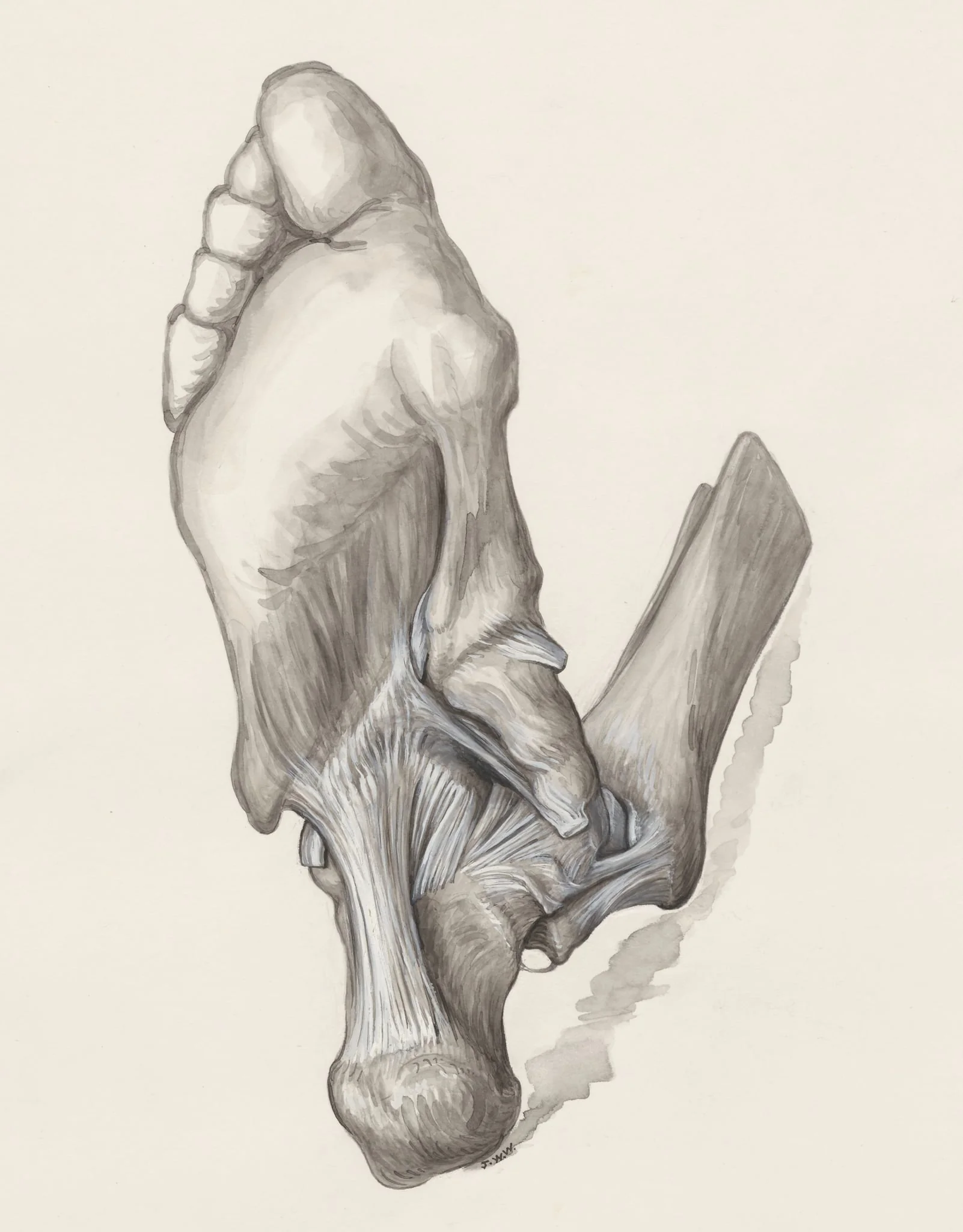 Muscular tissue of the heel, seen from below, detail