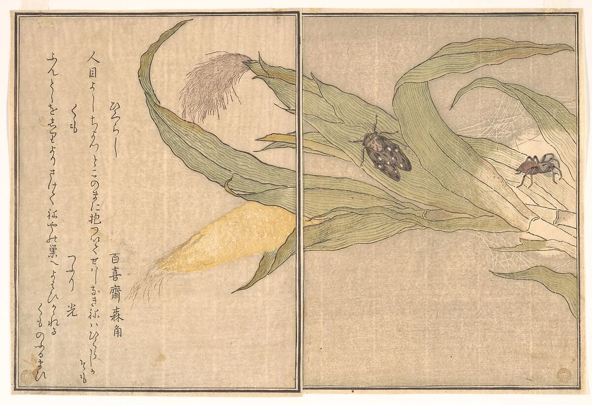 『画本虫撰』 「ひくらし」「くも」|Evening Cicada, Higurashi; Spider, Kumo, from the Picture Book of Crawling Creatures (Ehon mushi erami), detail