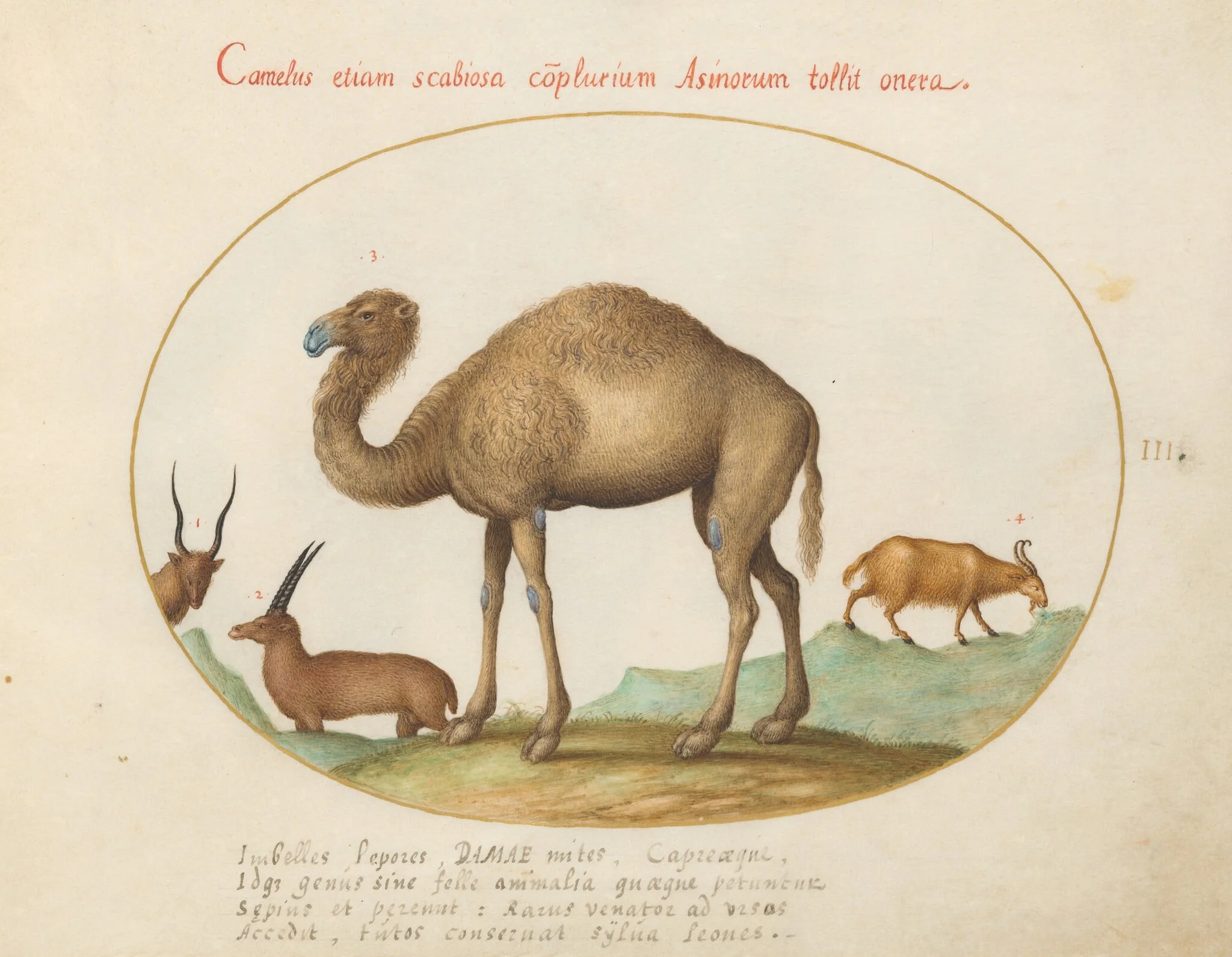 Plate 3: Camel, Ibex, and Goat, detail