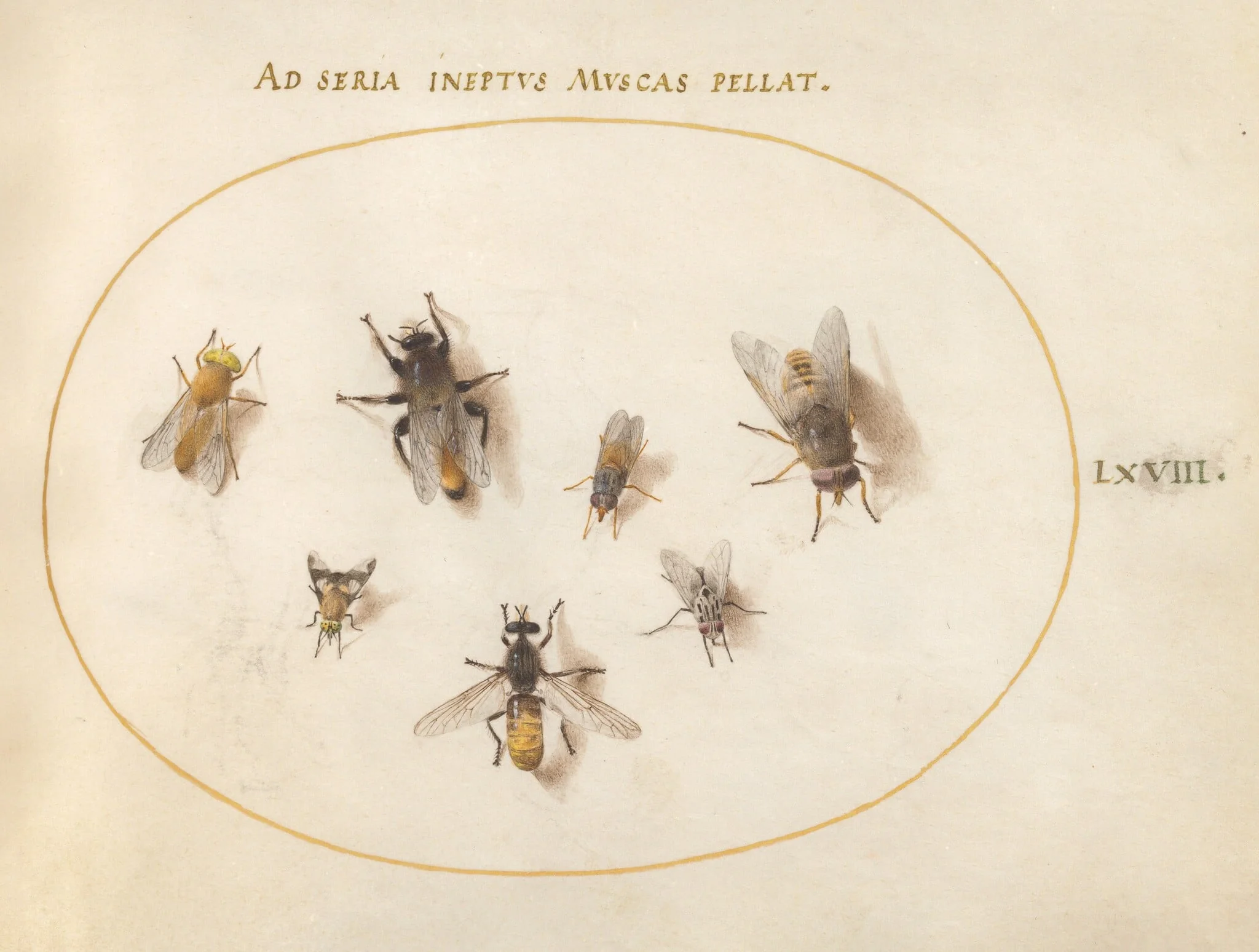 Plate 68: Seven Bees and Flies, detail
