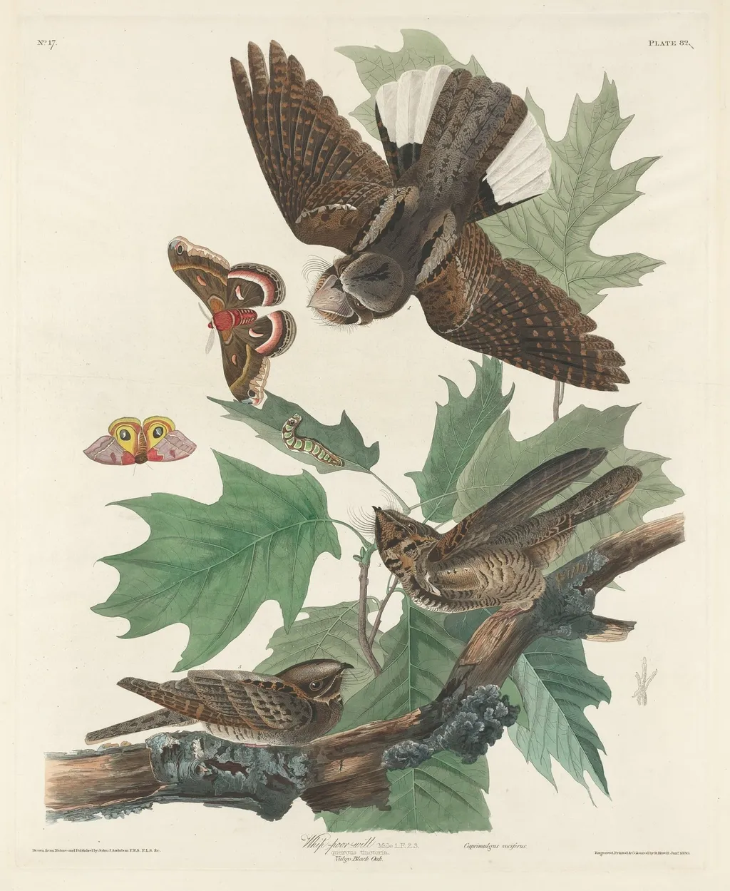 Whip-poor-will, by Havell, Jr., Robert, ink, 1830