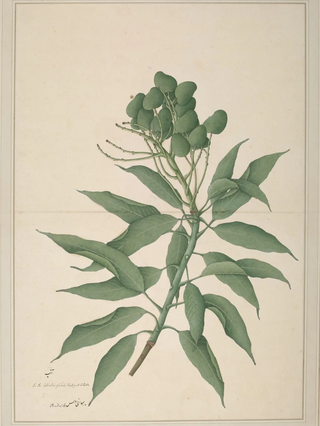 A branch of a mango tree ('Mangifera Indica') bearing unripe fruits, by Bhawani Das, paint, 1780