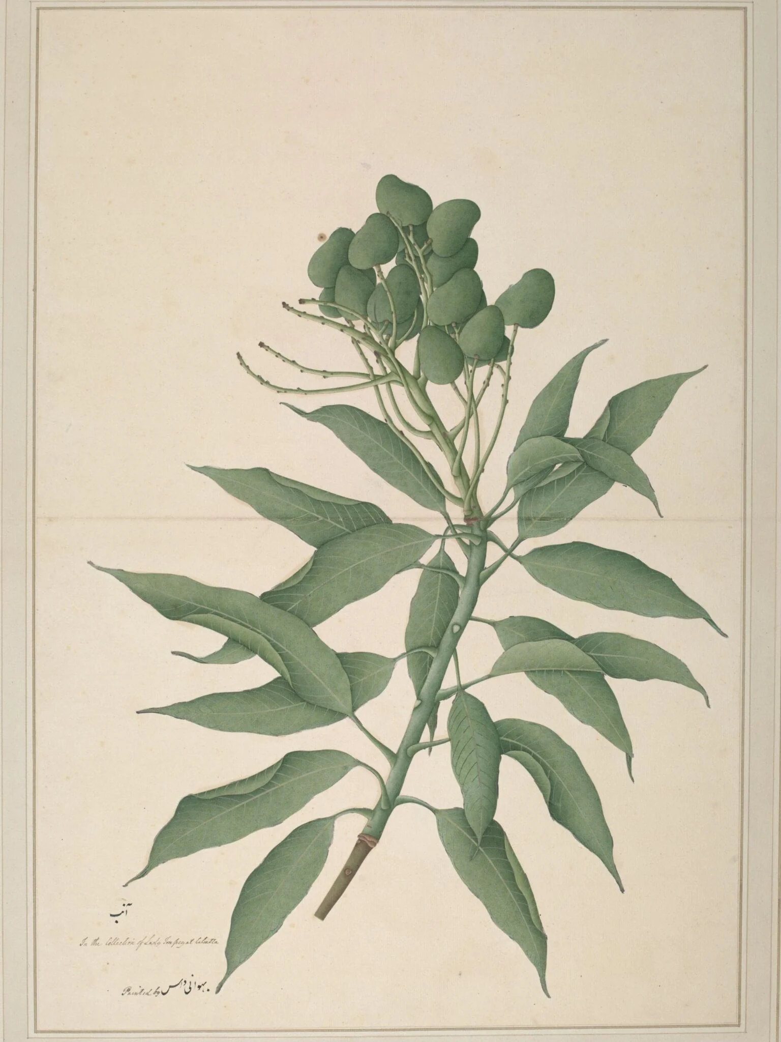A branch of a mango tree ('Mangifera Indica') bearing unripe fruits, detail
