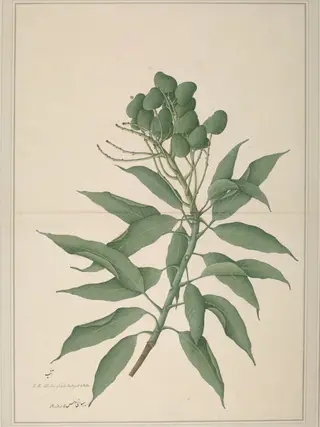 A branch of a mango tree ('Mangifera Indica') bearing unripe fruits, by Bhawani Das, paint, 1780