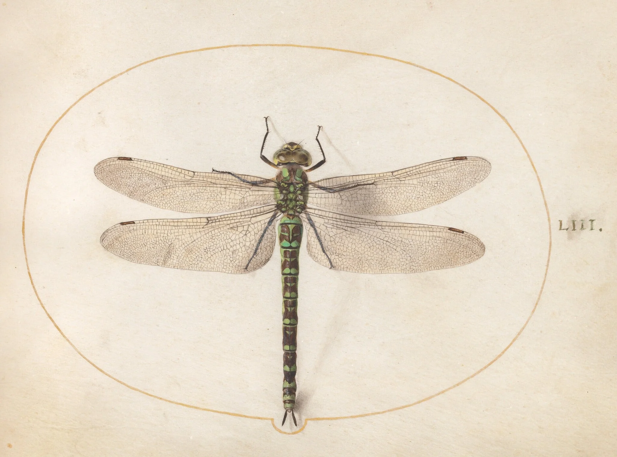Plate 53: Southern Hawker Dragonfly, detail