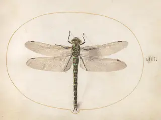Plate 53: Southern Hawker Dragonfly, by Joris Hoefnagel, gouache, 1594