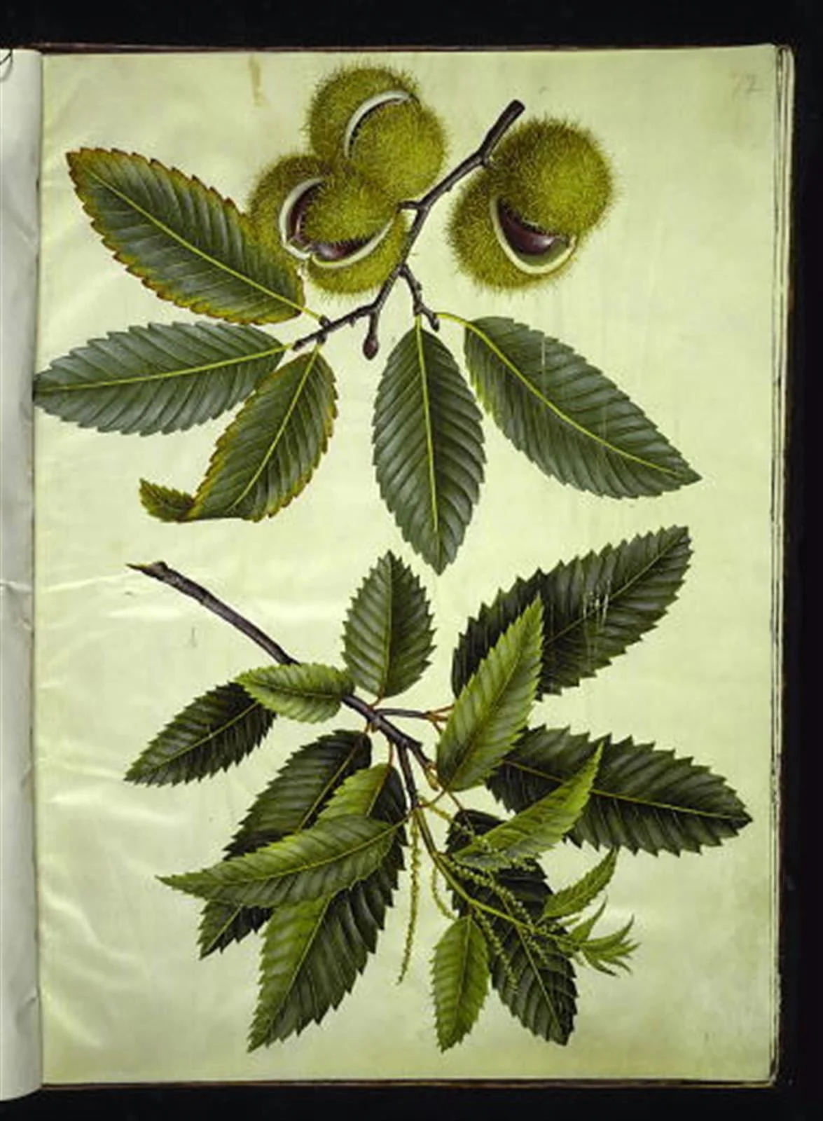 Castanea sativa (ægte kastanje), detail