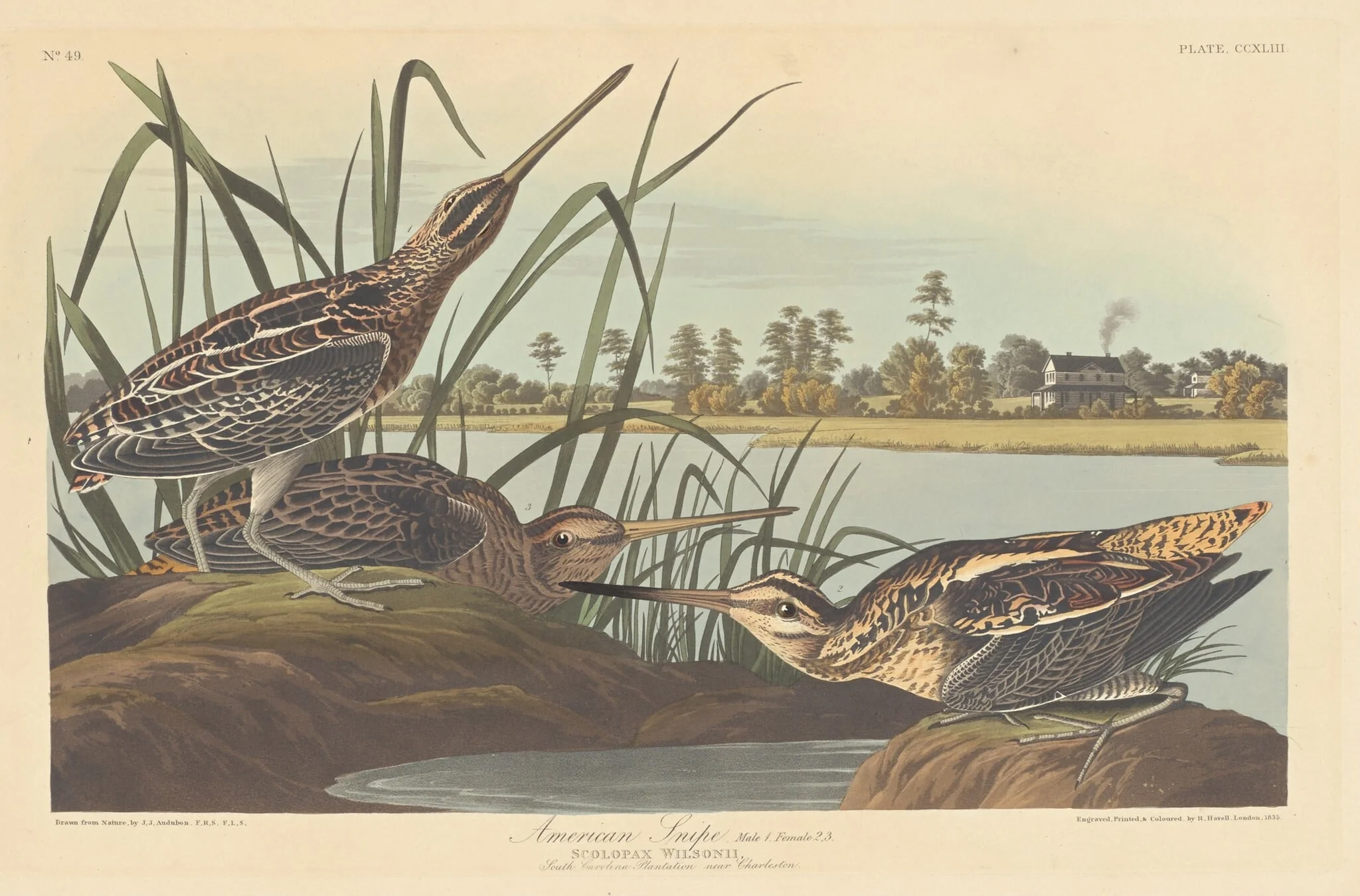 American Snipe, detail