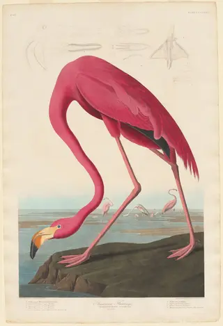 American Flamingo, by Havell, Jr., Robert, ink, 1838