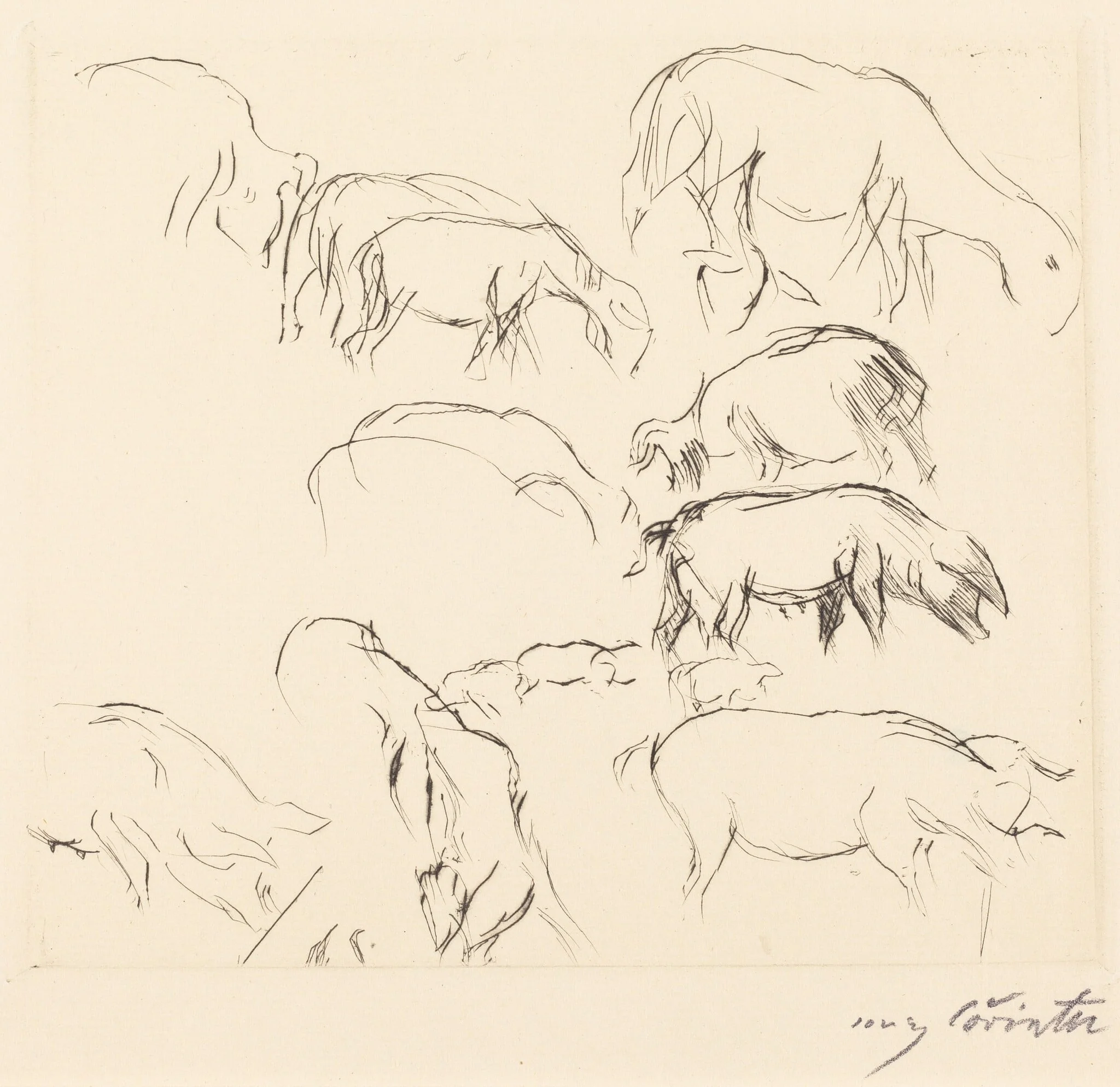 Verschiedene Tierstudien (Animal Studies), detail