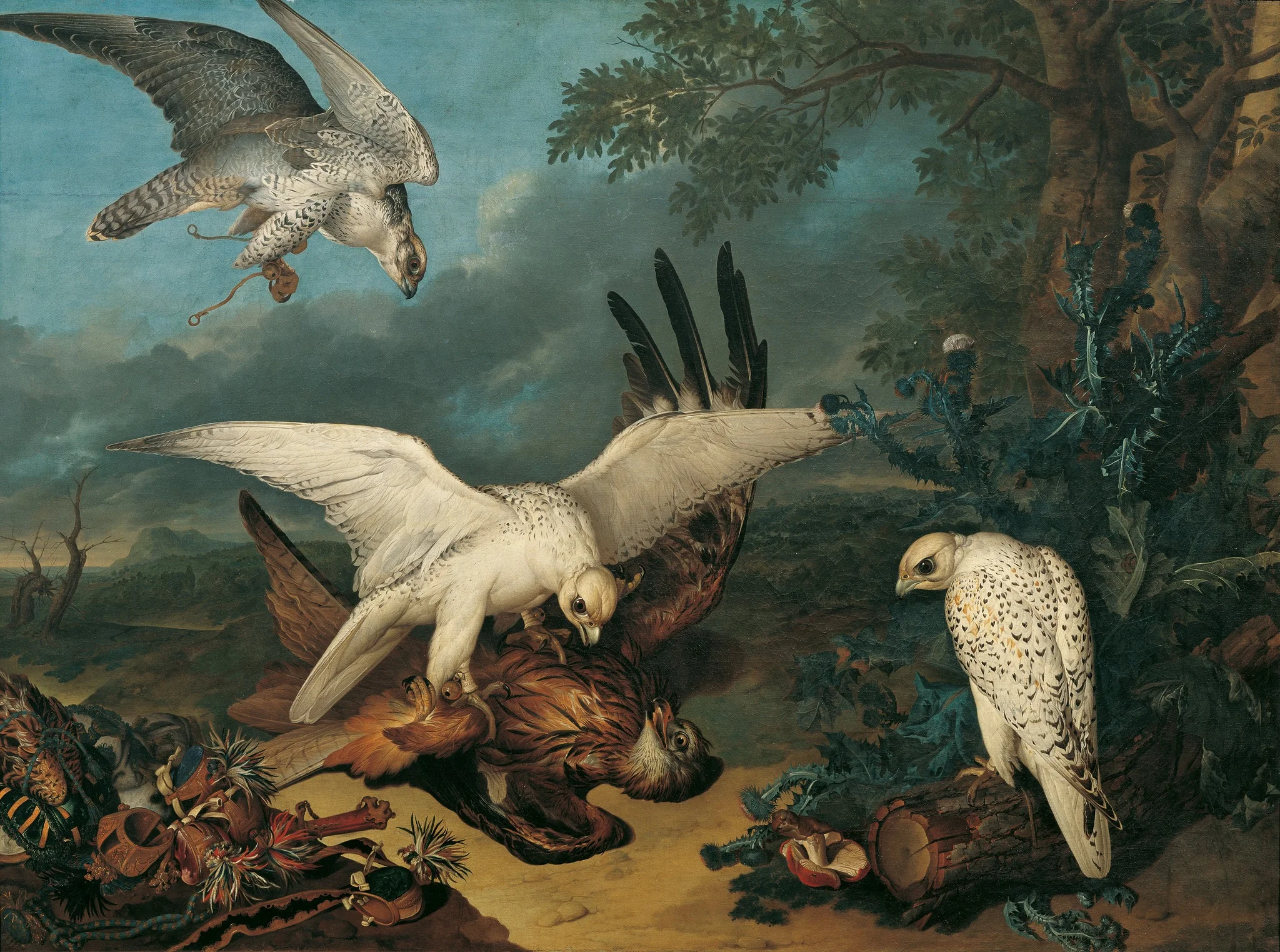 Bird of prey defeated by Iceland hawks, detail