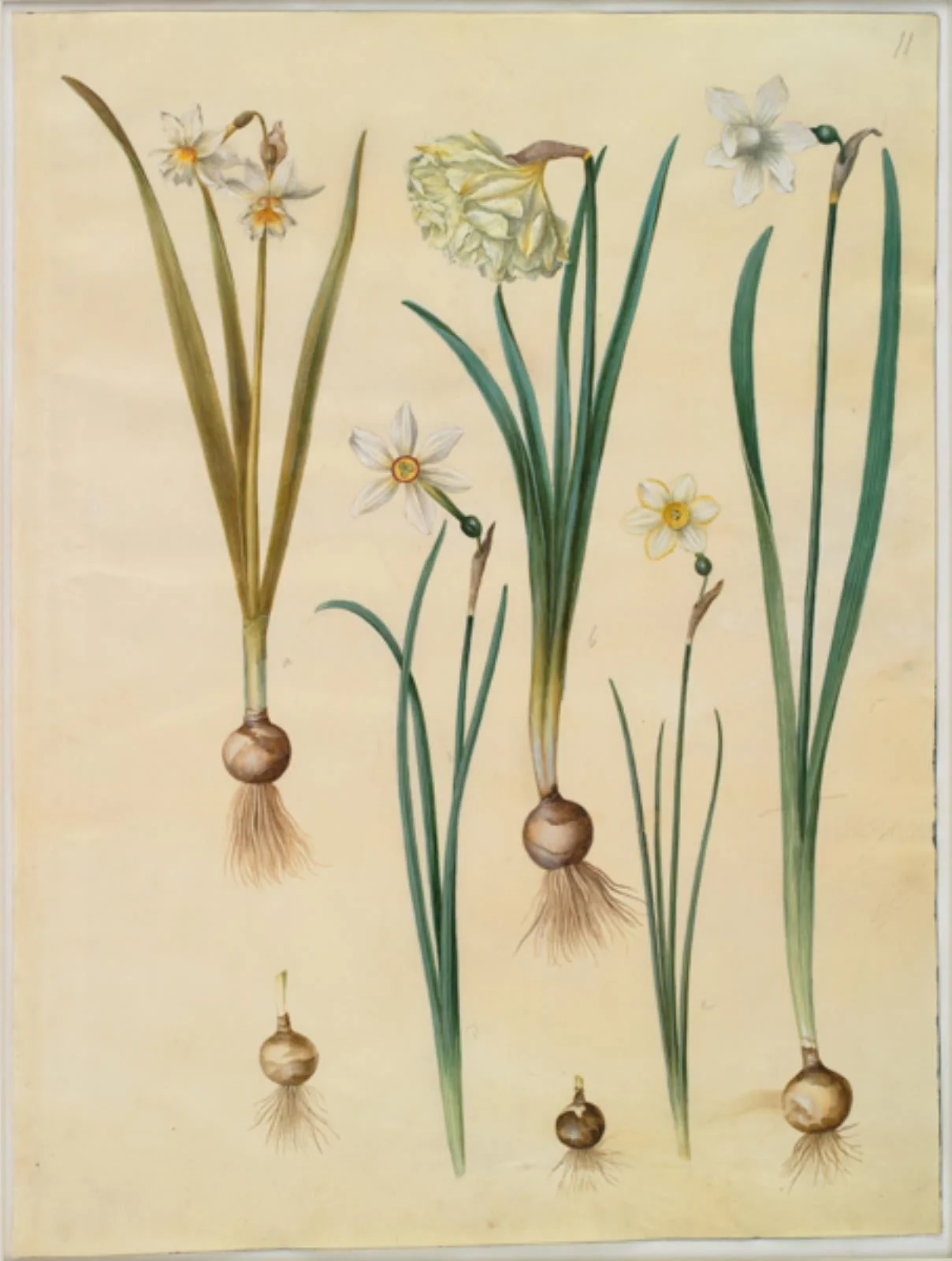 Narcissus ×medioluteus (toblomstret narcis); Narcissus pseudonarcissus; Narcissus (narcis); Narcissus poeticus (pinselilje); Narcissus ×tenuior, detail