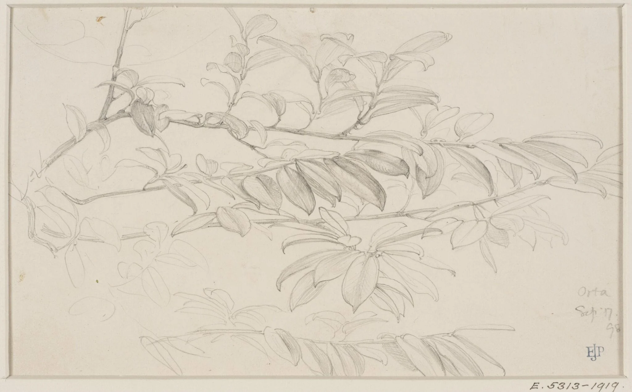 Studies of Flowers and Plants, 1876-1898, detail