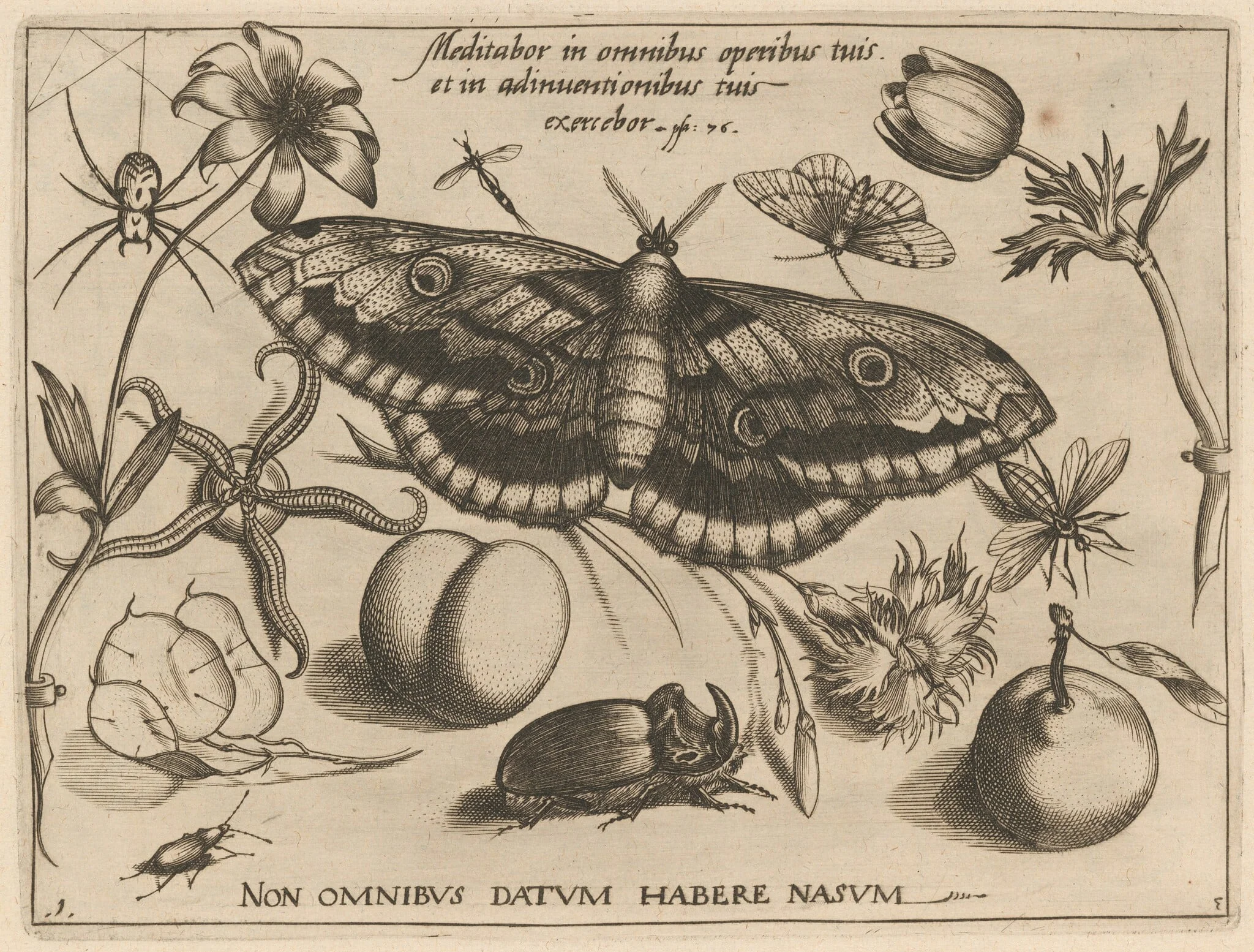 Archetypa studiaque patris Georgii Hoefnagelii [Part 3, Title Page], detail