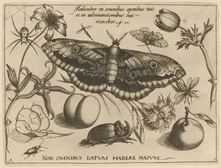 Archetypa studiaque patris Georgii Hoefnagelii [Part 3, Title Page], by Jacob Hoefnagel, ink, 1592