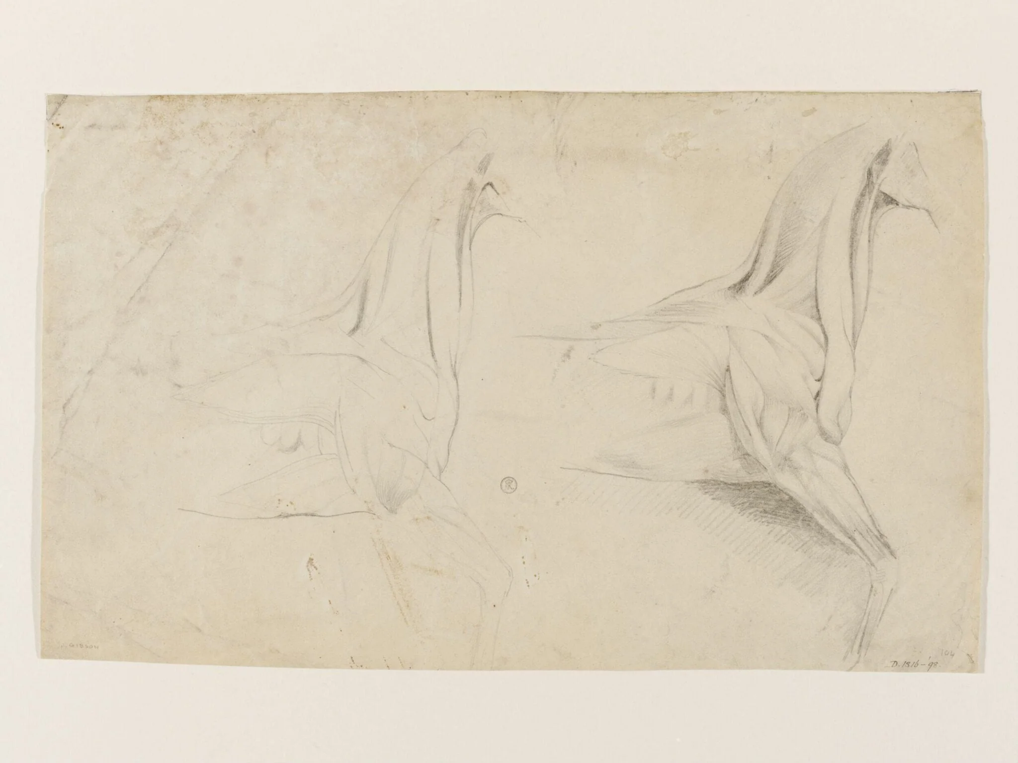 Ecorché study of a horse, detail