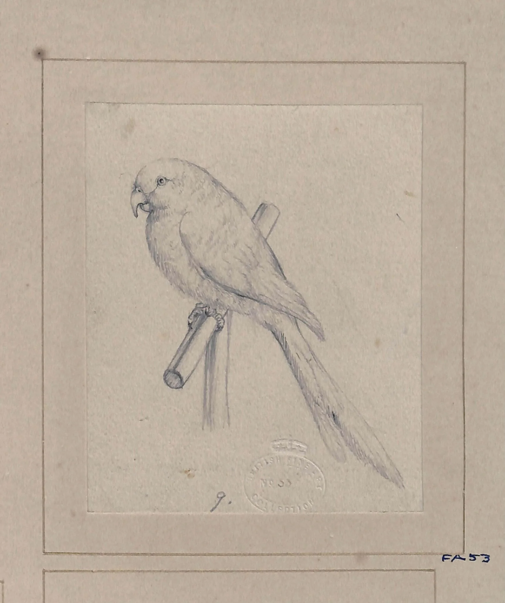 Drawing of a bird, detail