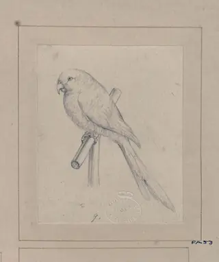 Drawing of a bird, by Edwin Landseer, 1812