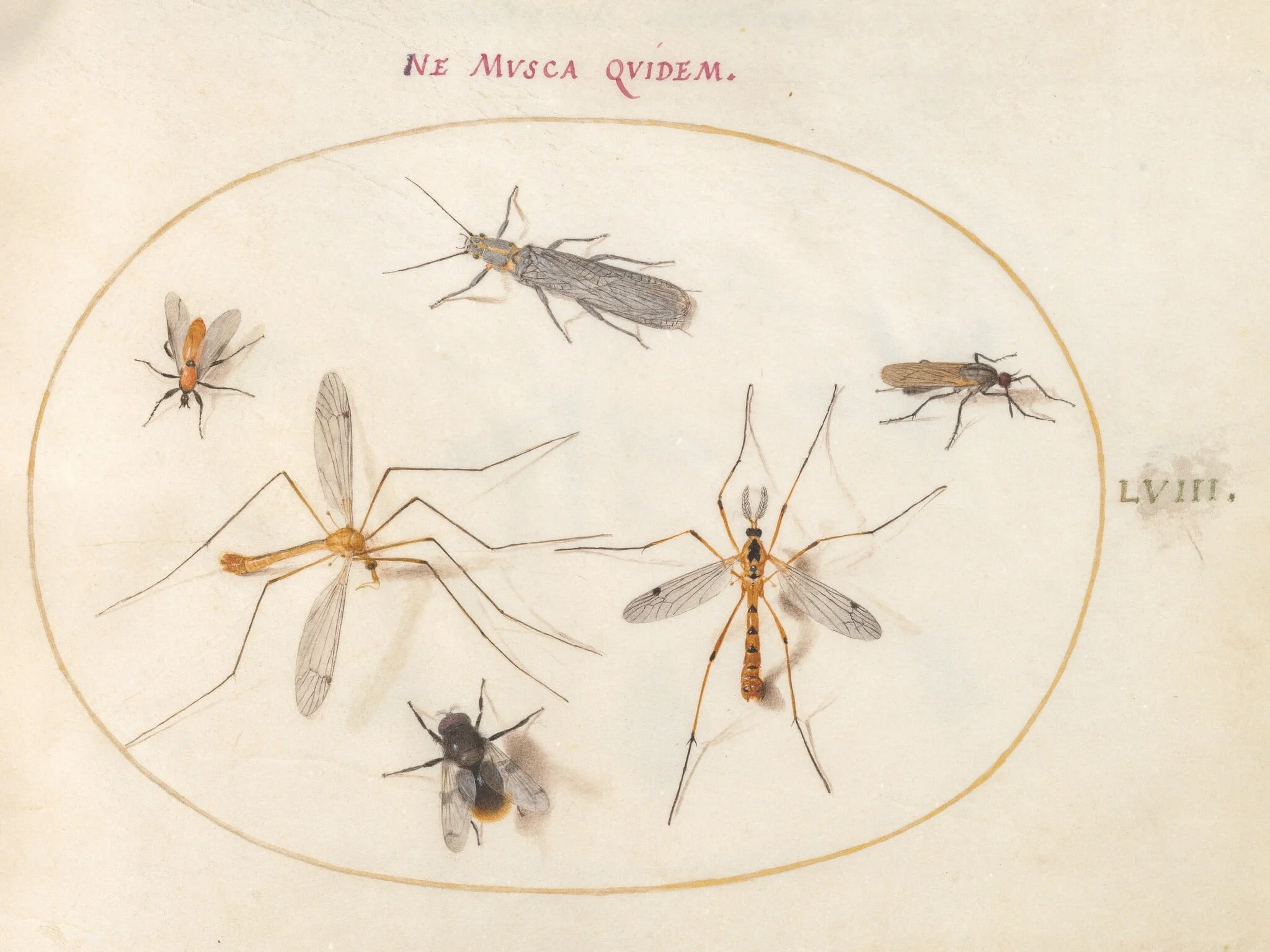 Plate 58: A Bee and Five Other Insects, detail