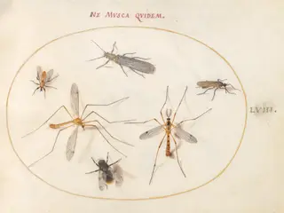Plate 58: A Bee and Five Other Insects, by Joris Hoefnagel, gouache, 1594