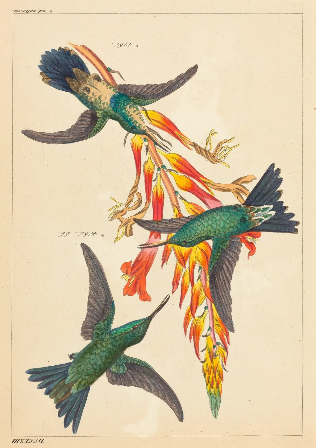 Three Hummingbirds with Plant, by Heinrich Gottlieb Ludwig Reichenbach, ink, 1836