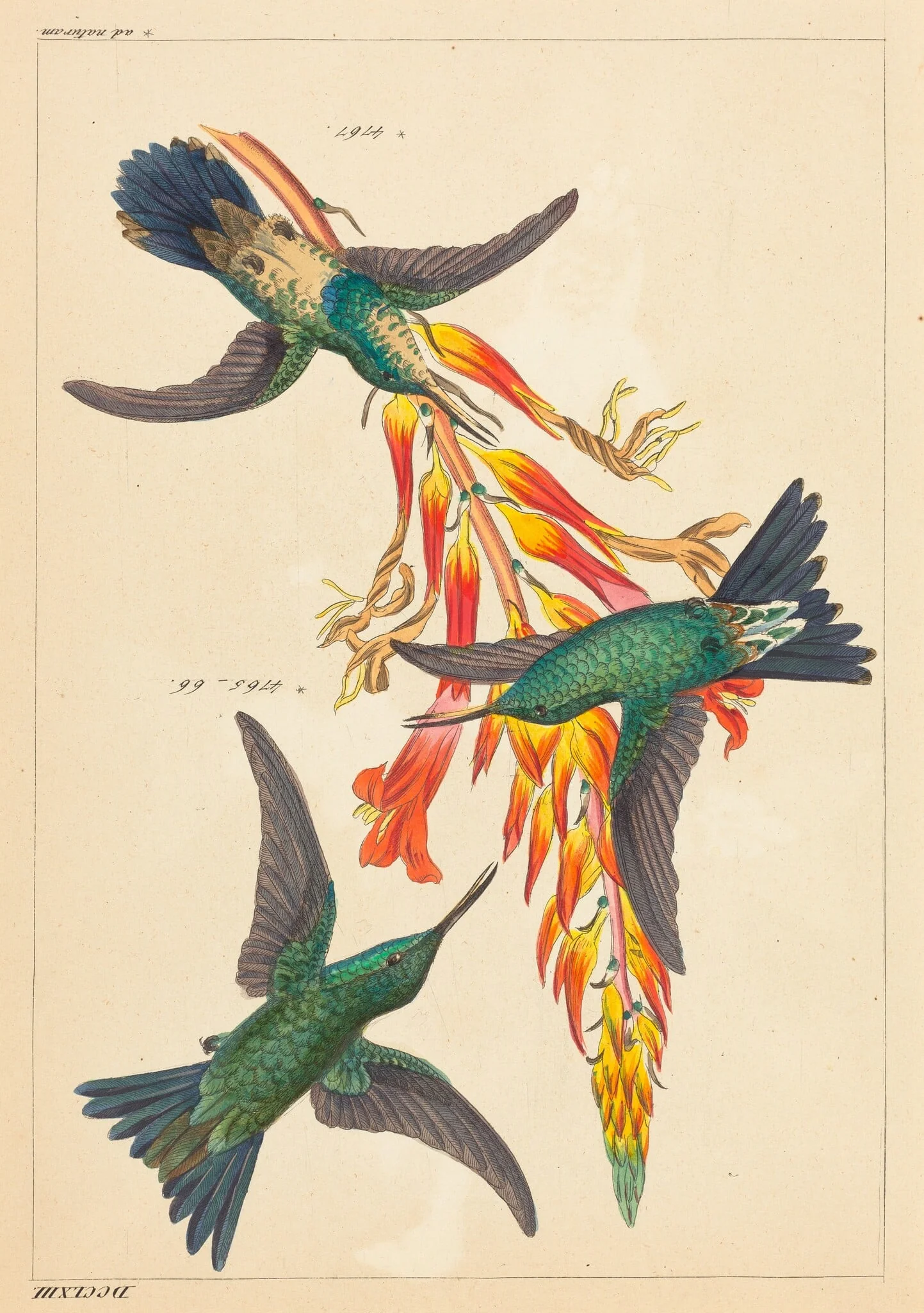 Three Hummingbirds with Plant, detail