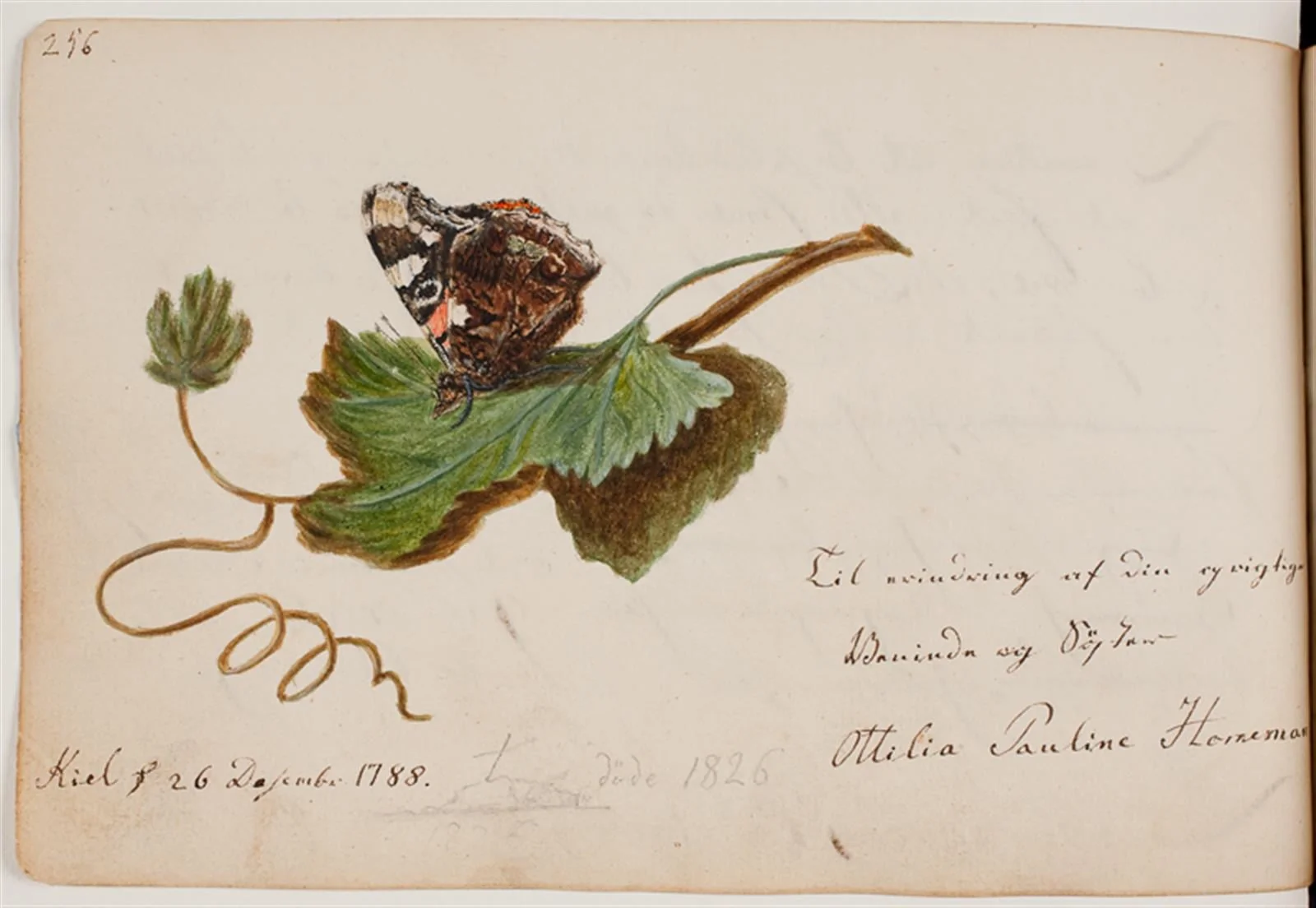 Sommerfugl på blad, detail