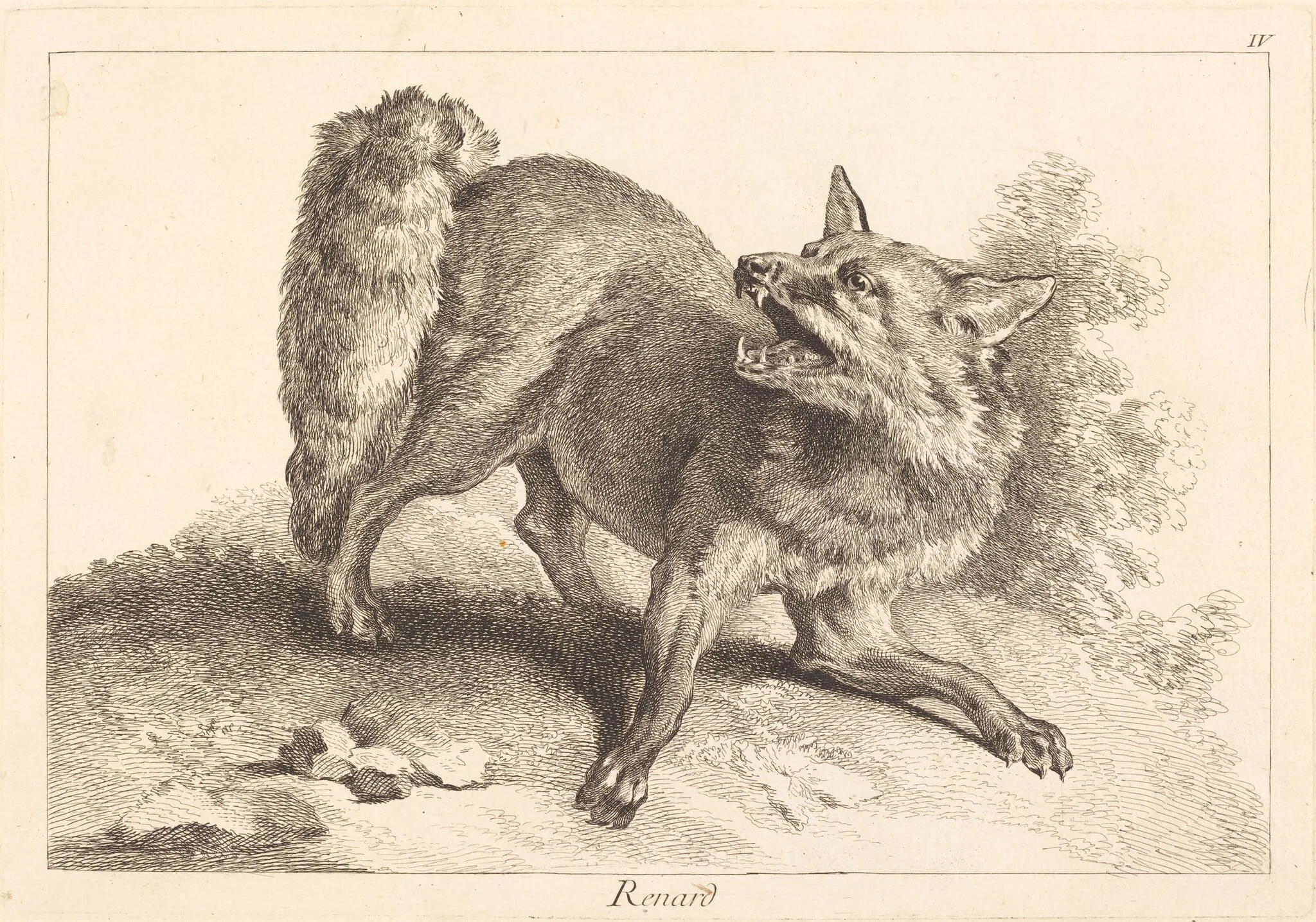 Renard (Fox), detail