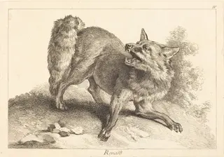 Renard (Fox), by Jean Eric Rehn, ink, 1745