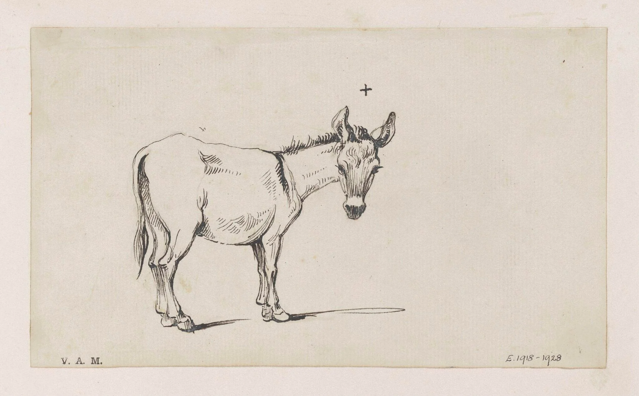 A donkey, detail