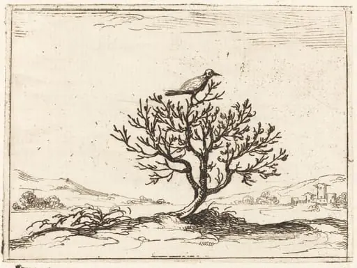 Nightingale in a Bush, by Jacques Callot, ink, 1628