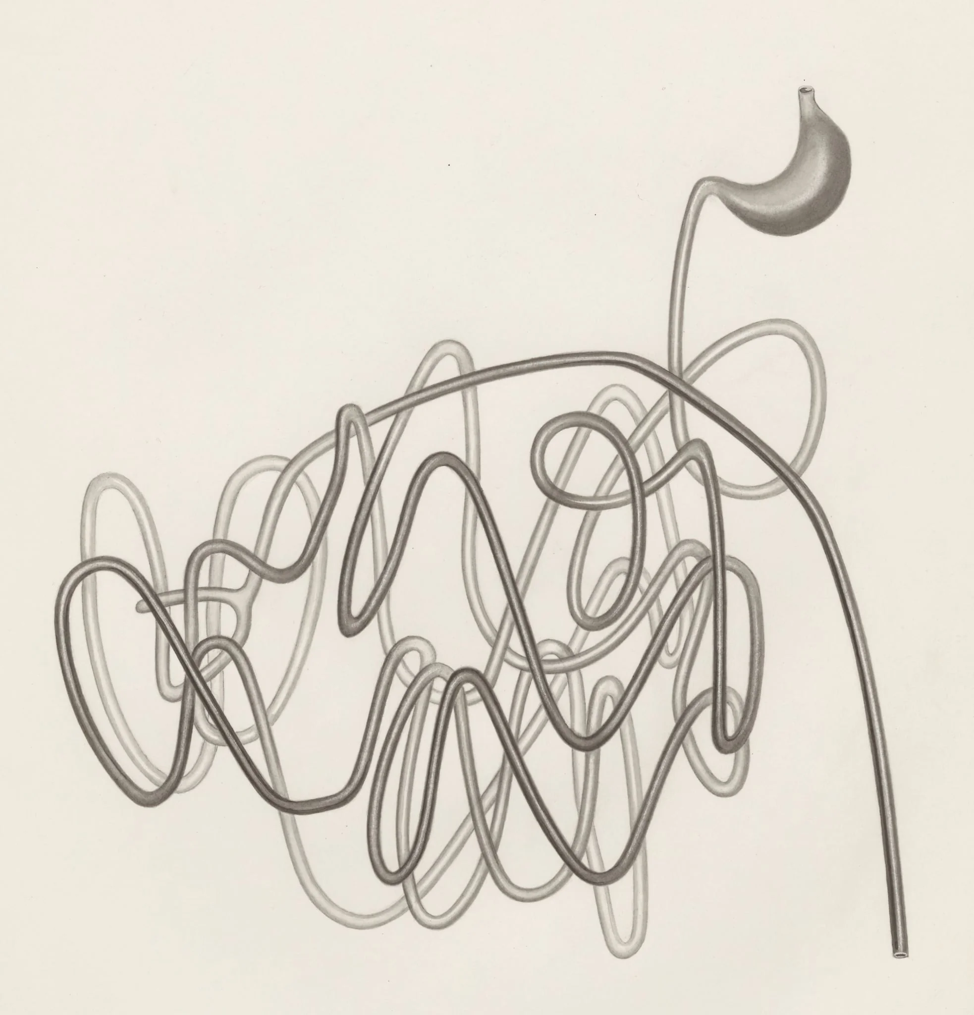 Digestive system, detail