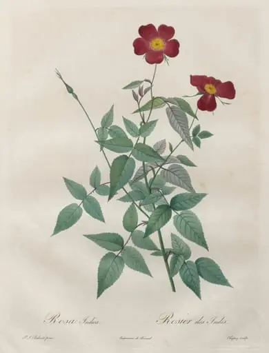 Les Roses:  Rosa indica, by Henry Joseph Redouté, 1820