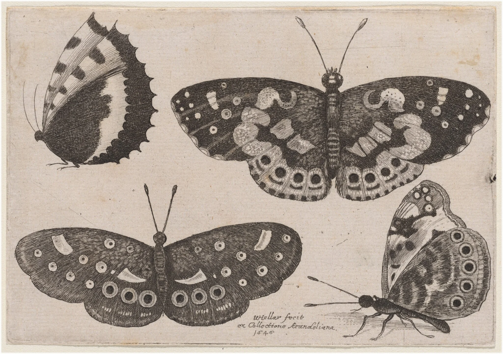 Four Butterflies, detail