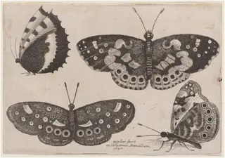 Four Butterflies, by Wenceslaus Hollar, ink, 1646