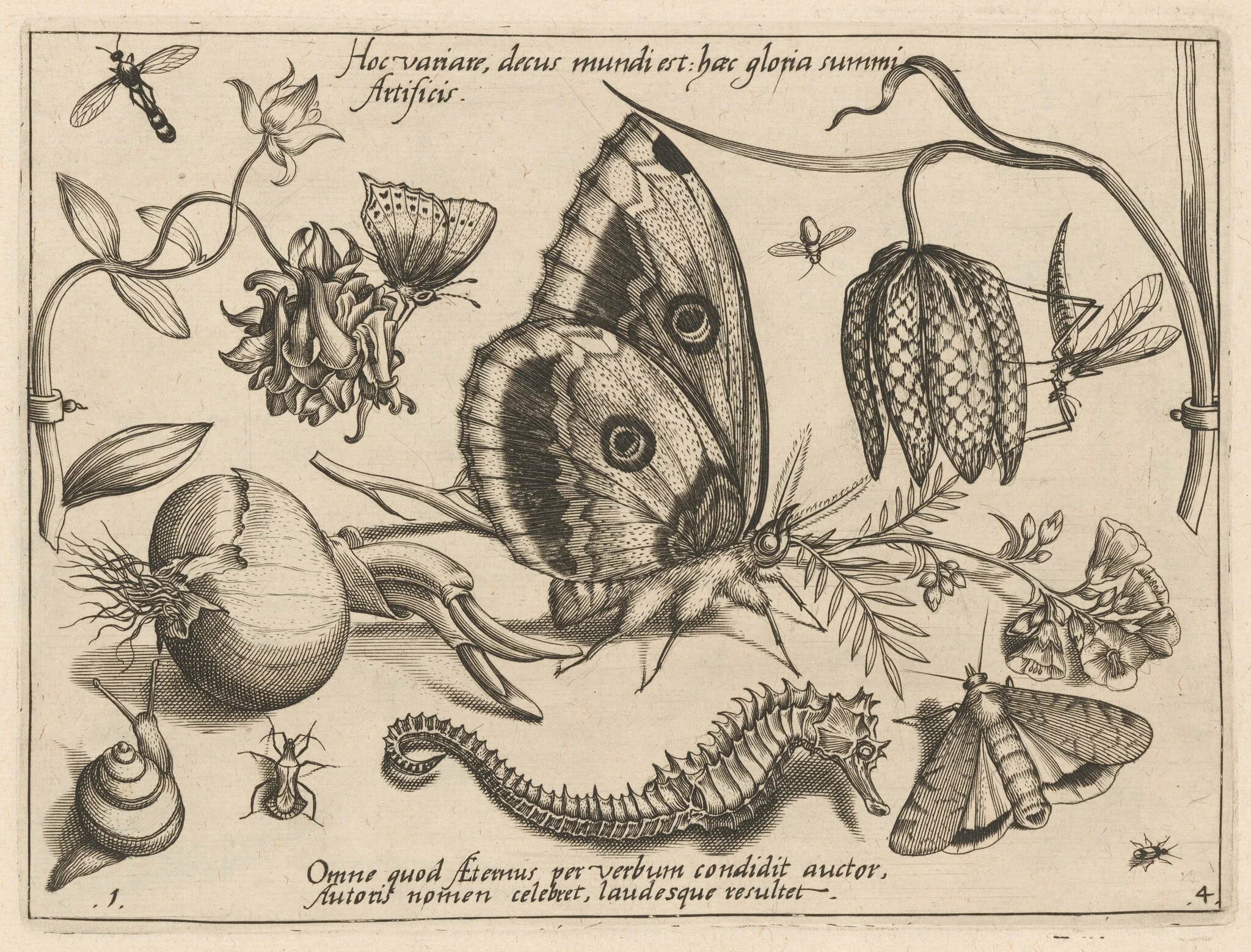Archetypa studiaque patris Georgii Hoefnagelii [Part 4, Plate 1], detail
